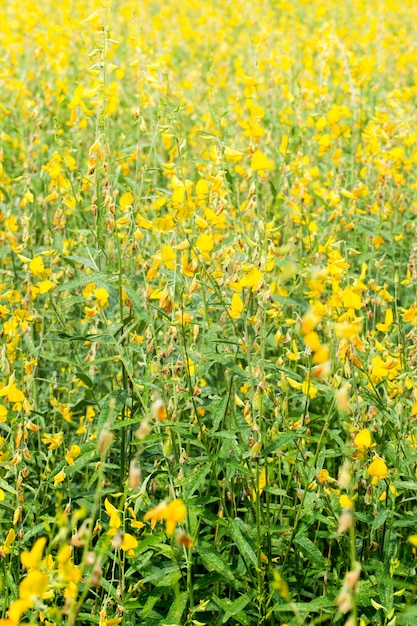 Forest Crotalaria