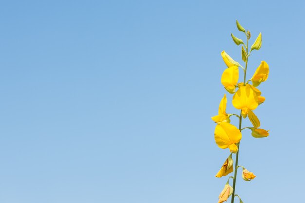 Forest Crotalaria