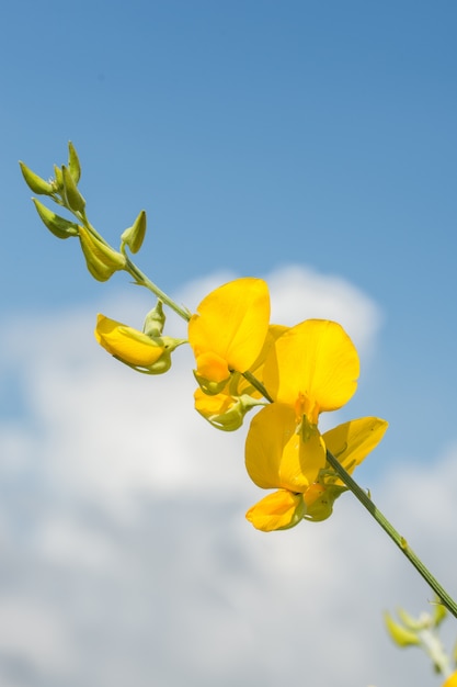 Forest Crotalaria