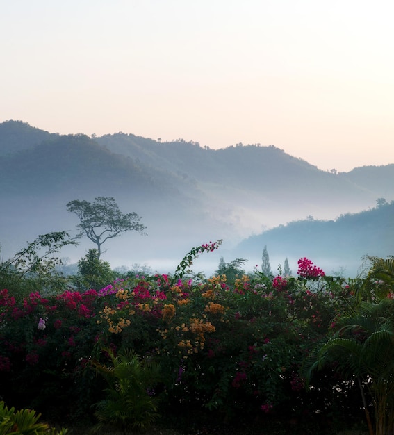 Forest Mountain Misty in der Provinz Ratchaburi Thailand