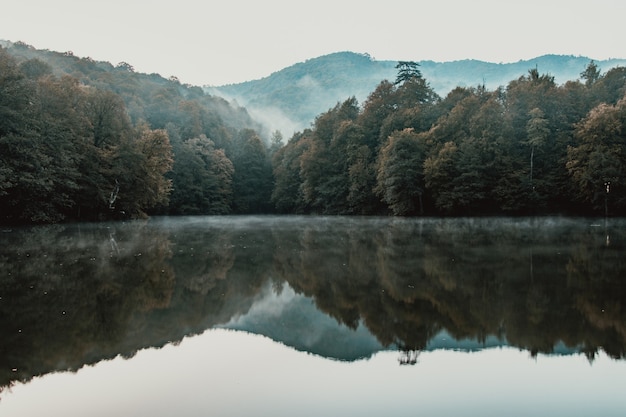 Forest Reflection ist auf dem See