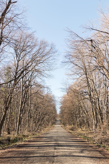 Forest Road a finales de otoño.