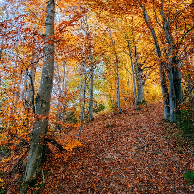 Forest road no outono.