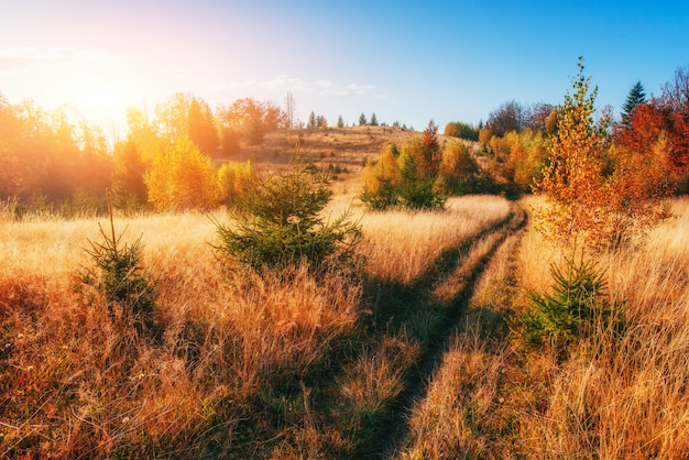 Forest Road en el otoño. Paisaje. Ucrania. Europa