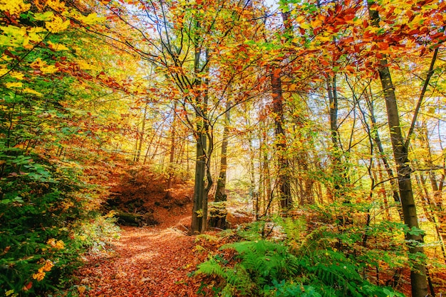 Forest Road en el otoño. Paisaje. Ucrania. Europa