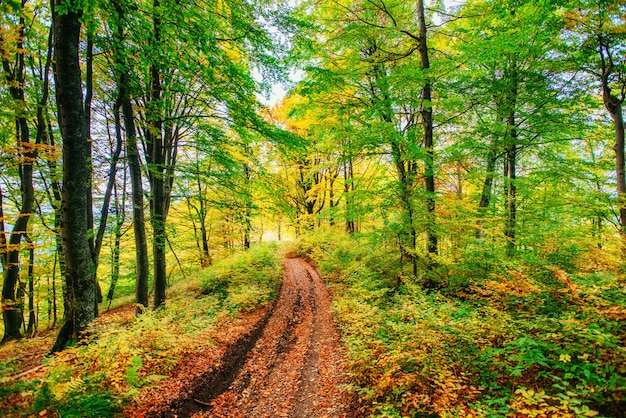 Forest Road en el otoño. Paisaje.