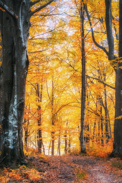 Forest Road en el otoño. Paisaje.