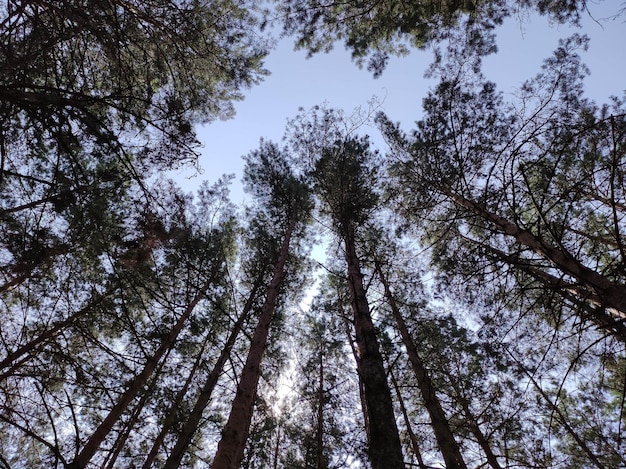 Forest Silhouette Hintergrund Natur und Sonnenstrahlen