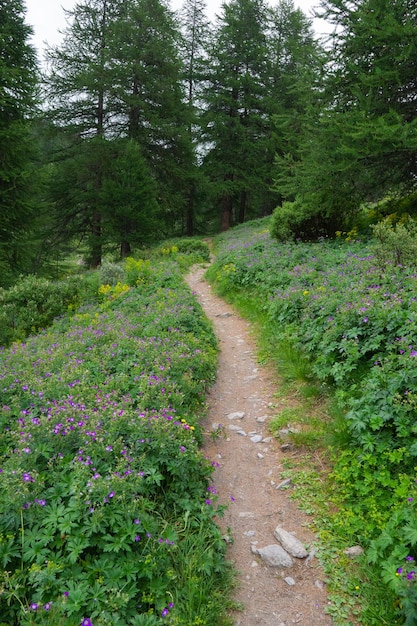 Forest Trail