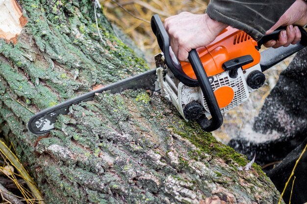 El Forester corta la cubierta de un árbol de motosierra