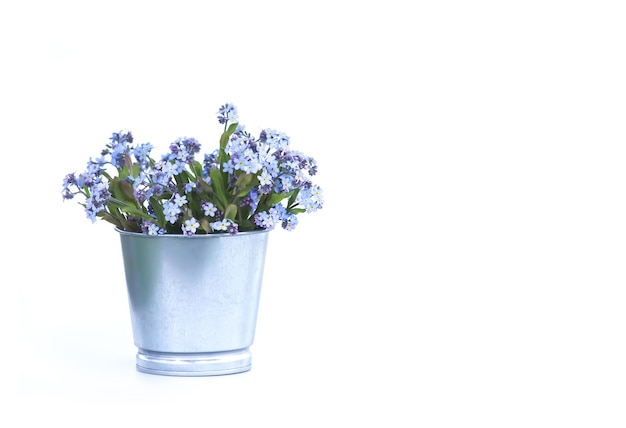 Forgetmenot buquê de flores de jardim de primavera azul em fundo branco