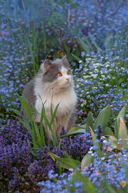 Forgetmenot flores y gato en el jardín.