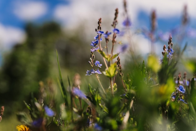 Forgetmenot Myosotis sylvatica blüht zuerst hellblau blühende kleine Wildblumen in voller Blüte im Garten oder Feld wilder Gartenbau beheimatet dunkle Frühlingsauthentizitätslandschaft