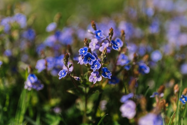 Forgetmenot Myosotis sylvatica blüht zuerst hellblau blühende kleine Wildblumen in voller Blüte im Garten oder Feld wilder Gartenbau beheimatet dunkle Frühlingsauthentizitätslandschaft