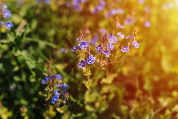 Forgetmenot myosotis sylvatica flores primeiro azul brilhante florescendo pequenas flores silvestres em plena floração no jardim ou campo horticultura selvagem homesteading primavera escura autenticidade paisagem flare