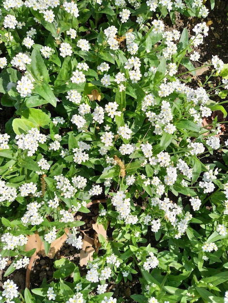 Forgetmenots Myosotis blühende weiße Pflanzen in der Familie der Boraginaceae Forgetmenots oder Skorpionsgräser Myosotis alpestris kleine Blumen zum Dekorieren von Rasenflächen Blumenbeeten Gartengestaltung