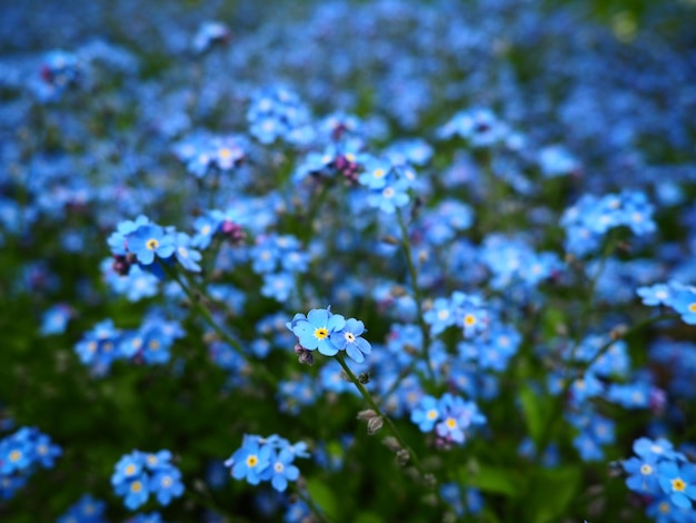 Forgetmenots Myosotis flores azules plantas en la familia Boraginaceae Scorpion pastos closeup