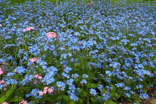 Forgetmenots Myosotis plantas de color rosa azul con flores en la familia Boraginaceae Forgetmenots o pastos de escorpión Myosotis alpestris flores para decorar céspedes y macizos de flores Paisaje de jardín