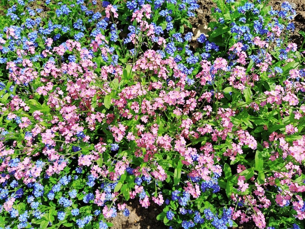 Forgetmenots Myosotis plantas con flores en la familia Boraginaceae Forgetmenots o pastos escorpión Myosotis alpestris flores pequeñas para decorar céspedes y macizos de flores Paisajismo de jardines