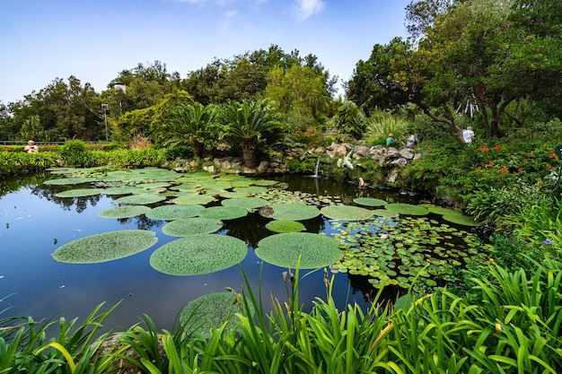 Forio, Ischia, Itália, setembro de 2021 - O cênico Crocodile Pond com plantas aquáticas no Jardim La Mortella