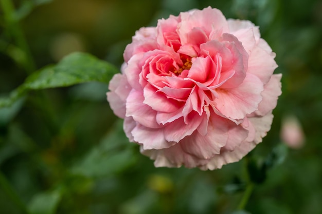 Form und Farben der Prinzessin Meiko, die in tropischen Klimazonen blüht