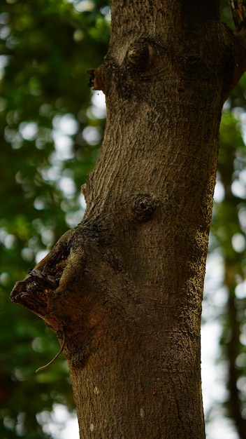 Forma de árbol como una cara.