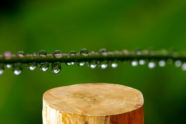 Forma de cilindro de corte de sierra de madera redonda para exhibición de productos con frescura de rocío matutino en la planta