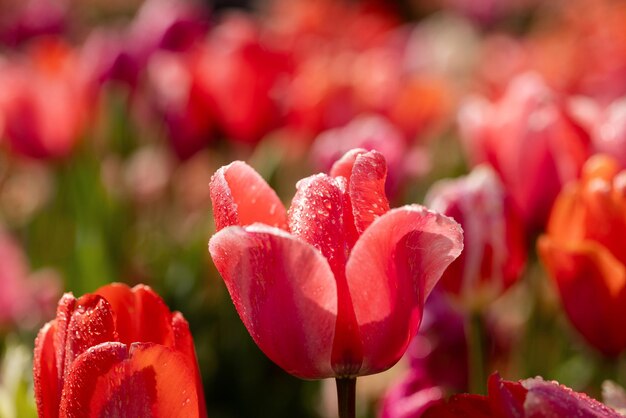 Foto forma clássica vermelha e sombra de tulipas em close em um campo na holanda ao sol depois da chuva