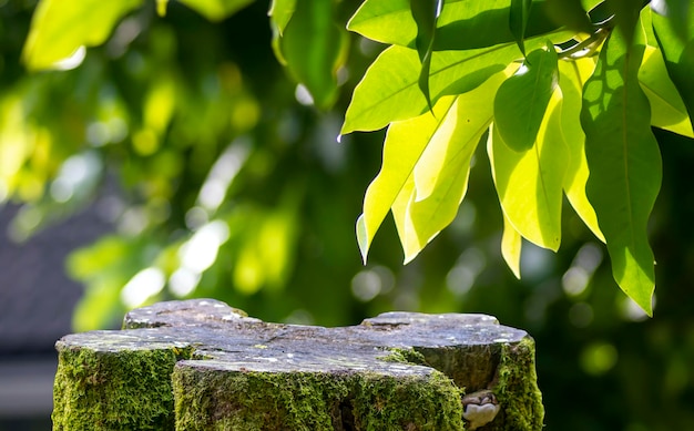 Forma de corte de madera redonda con musgo verde para exhibición de productos con hojas de Syzygium aqueum de manzanas de agua