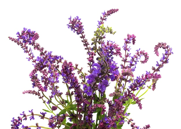 Forma curva da grama selvagem isolada no fundo branco. Lindo buquê de flores silvestres. Planta incomum