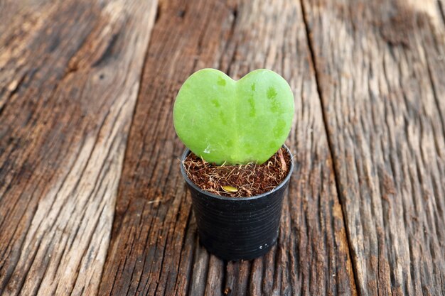 Forma de coração de folha verde no vaso de flores