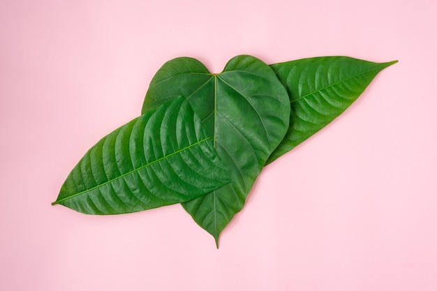 Forma de coração de folhas verdes em rosa claro