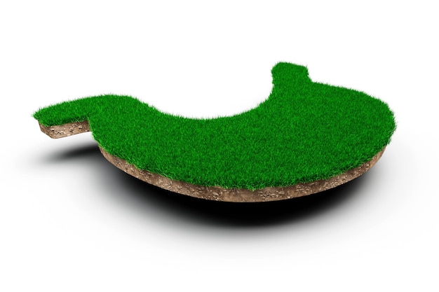 Forma de estômago feita de grama verde e seção transversal de textura de solo rochoso com ilustração 3d
