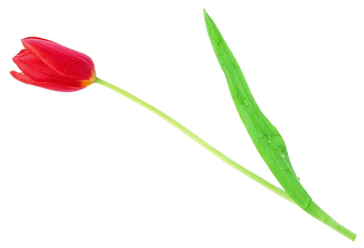 Foto forma de flor isolada sobre fundo sólido flores clipart