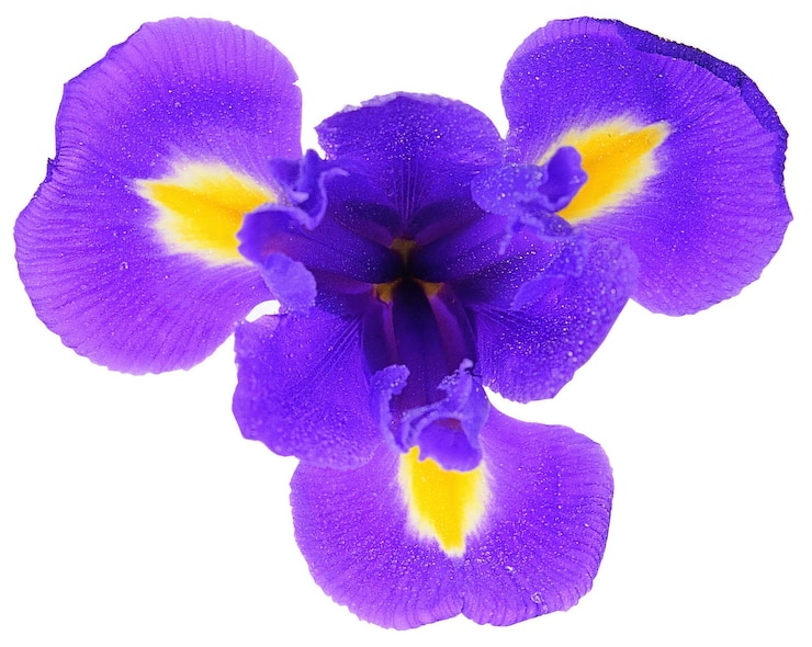 Foto forma de flor isolada sobre fundo sólido flores clipart