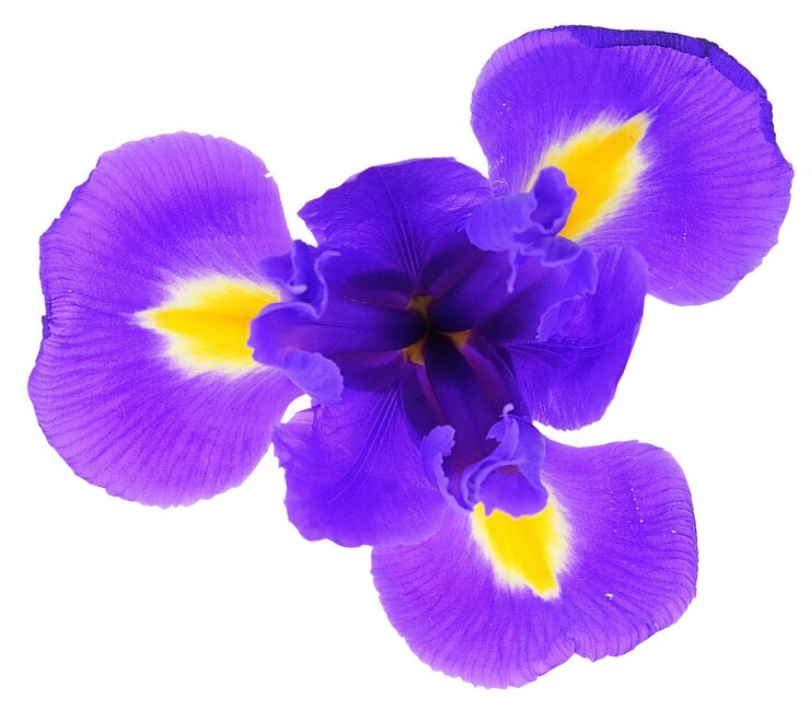 Foto forma de flor isolada sobre fundo sólido flores clipart