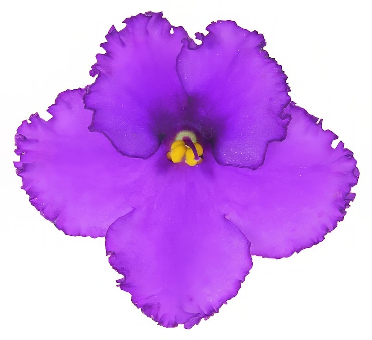 Foto forma de flor isolada sobre fundo sólido flores clipart