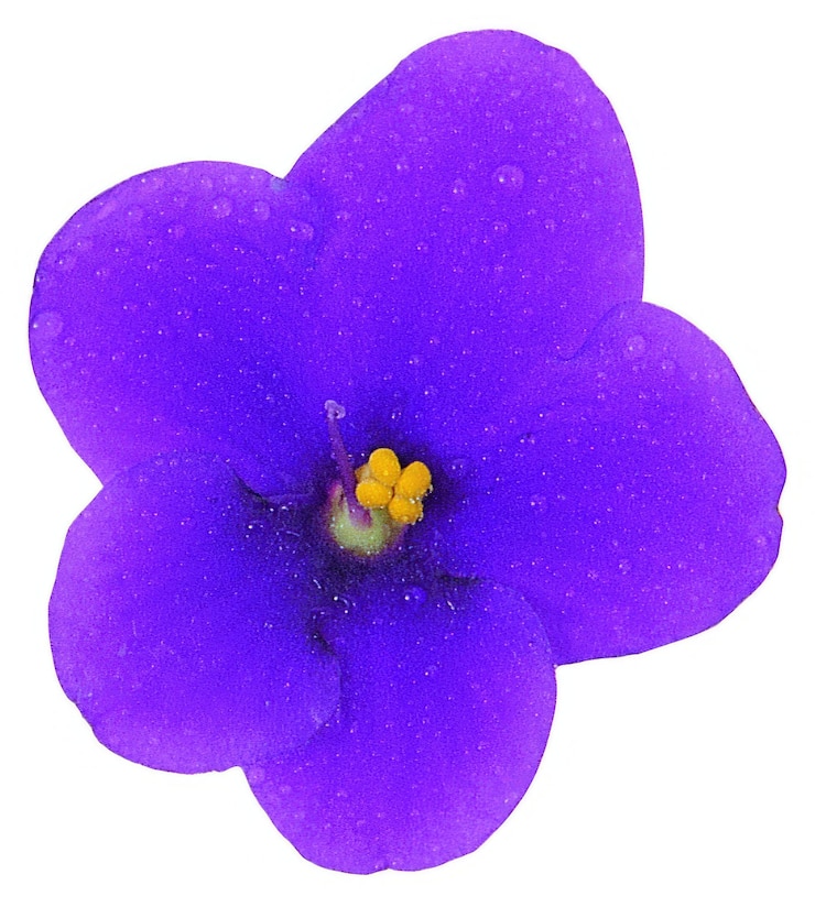 Foto forma de flor isolada sobre fundo sólido flores clipart