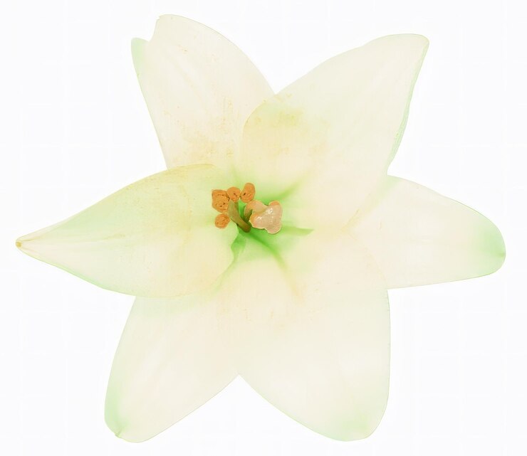 Foto forma de flor isolada sobre fundo sólido modelo de clipart de flor de vista próxima