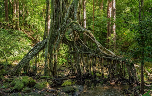 Forma espeluznante de las raíces colgantes del árbol banyan sobre un arroyo en los bosques de Oahu en Hawai