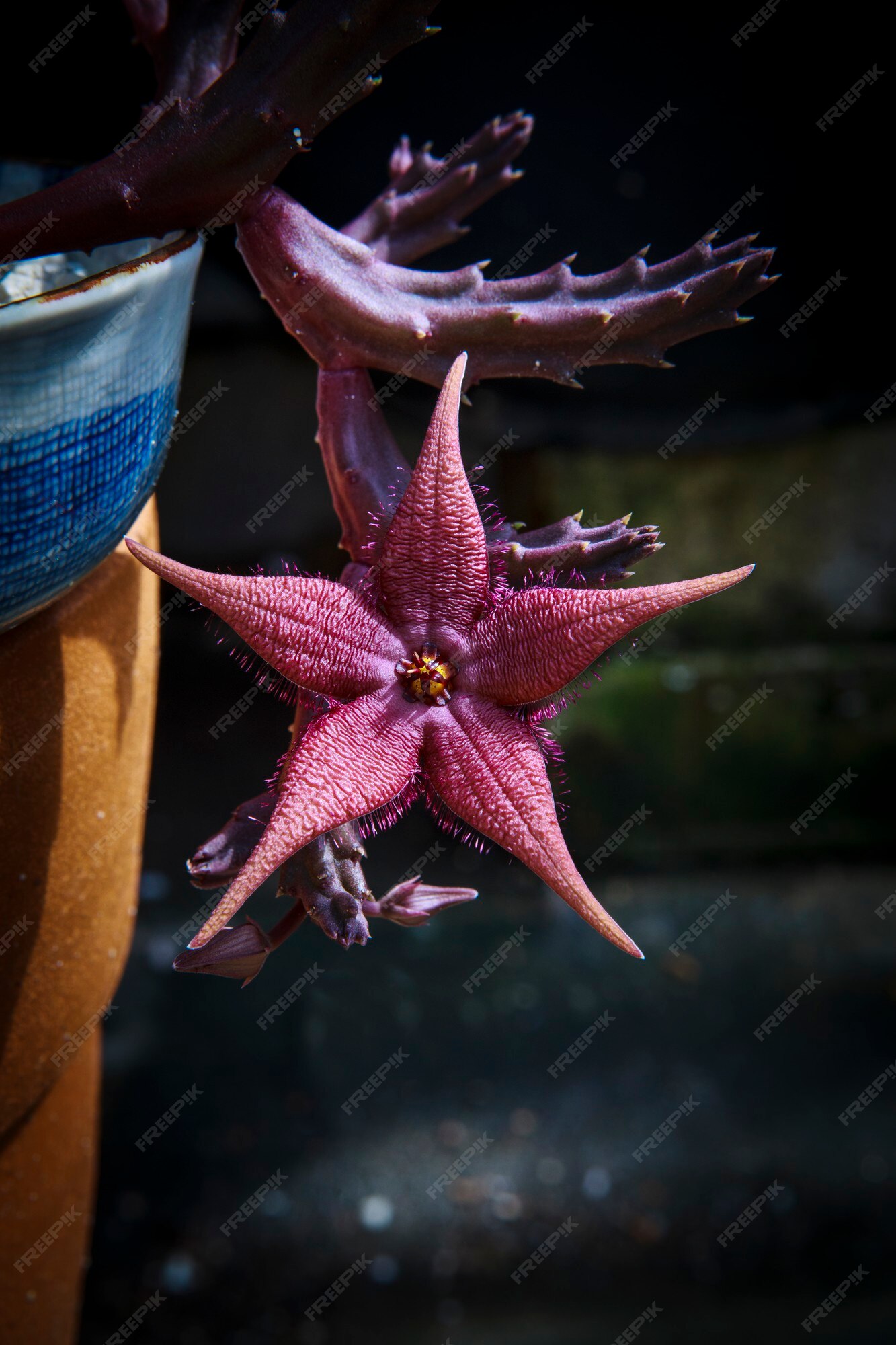 Forma de estrella roja, stepelia huernia florece en maceta | Foto Premium
