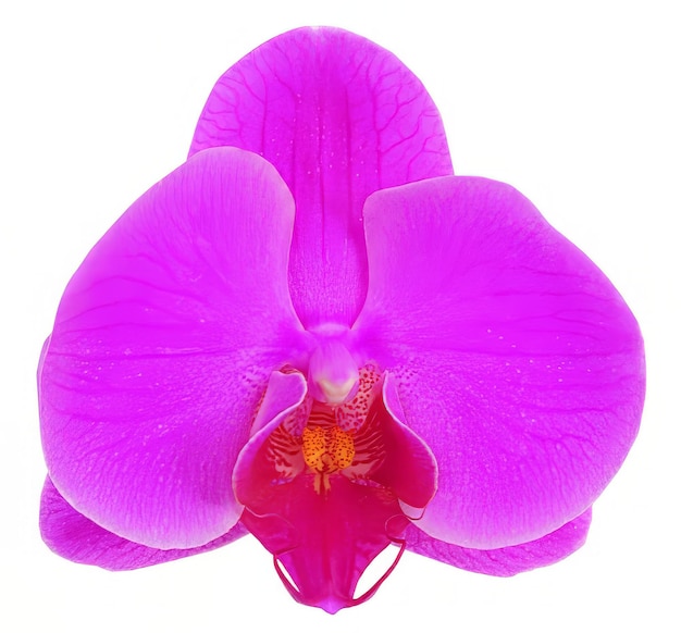La forma de la flor aislada sobre un fondo sólido de flores clipart