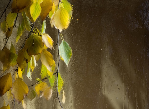 Forma de otoño Ramas de abedul amarillentas a través de una ventana húmeda y lluviosa Rama con las hojas amarillas torneadas de un abedul