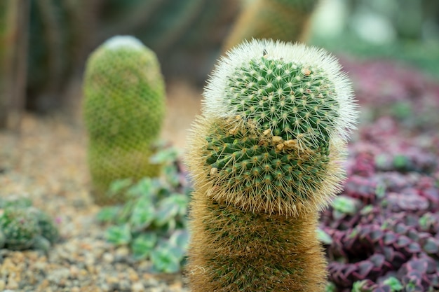 Forma de pene Cactus en un jardín de cactus