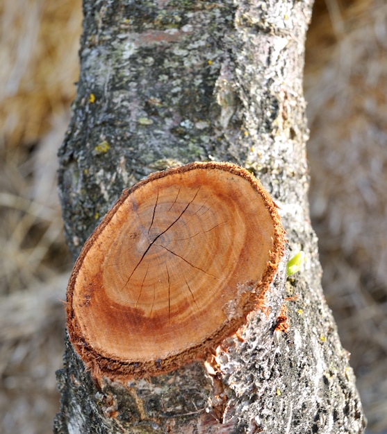 Formación del corazón en el tronco del árbol.