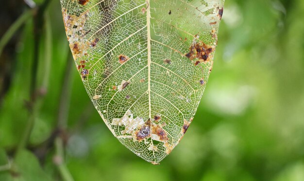 Formación de encaje de hojas de árbol en descomposición