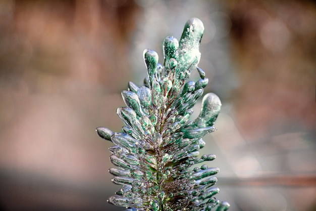 Formación de hielo de las plantas. Clima frío, principios de invierno o finales de otoño. Foto de primer plano, flores de escarcha.