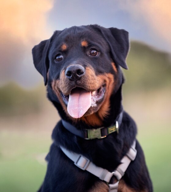 Formación de joven cachorro rottweiler para la seguridad en la naturaleza