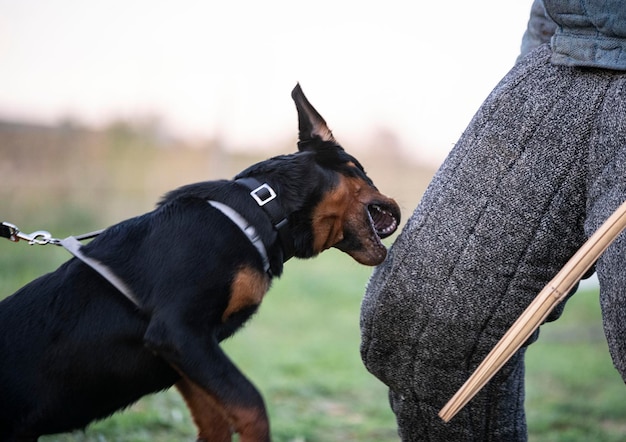 Formación de joven cachorro rottweiler para la seguridad en la naturaleza