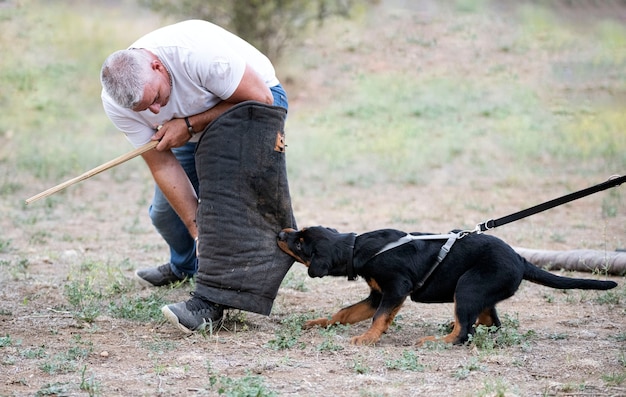 Formación de rottweiler cachorro joven en la naturaleza